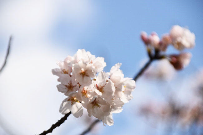 2019hanami_02.jpg