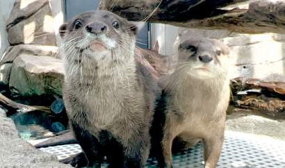 2匹のコツメカワウソがこちらを見ている写真