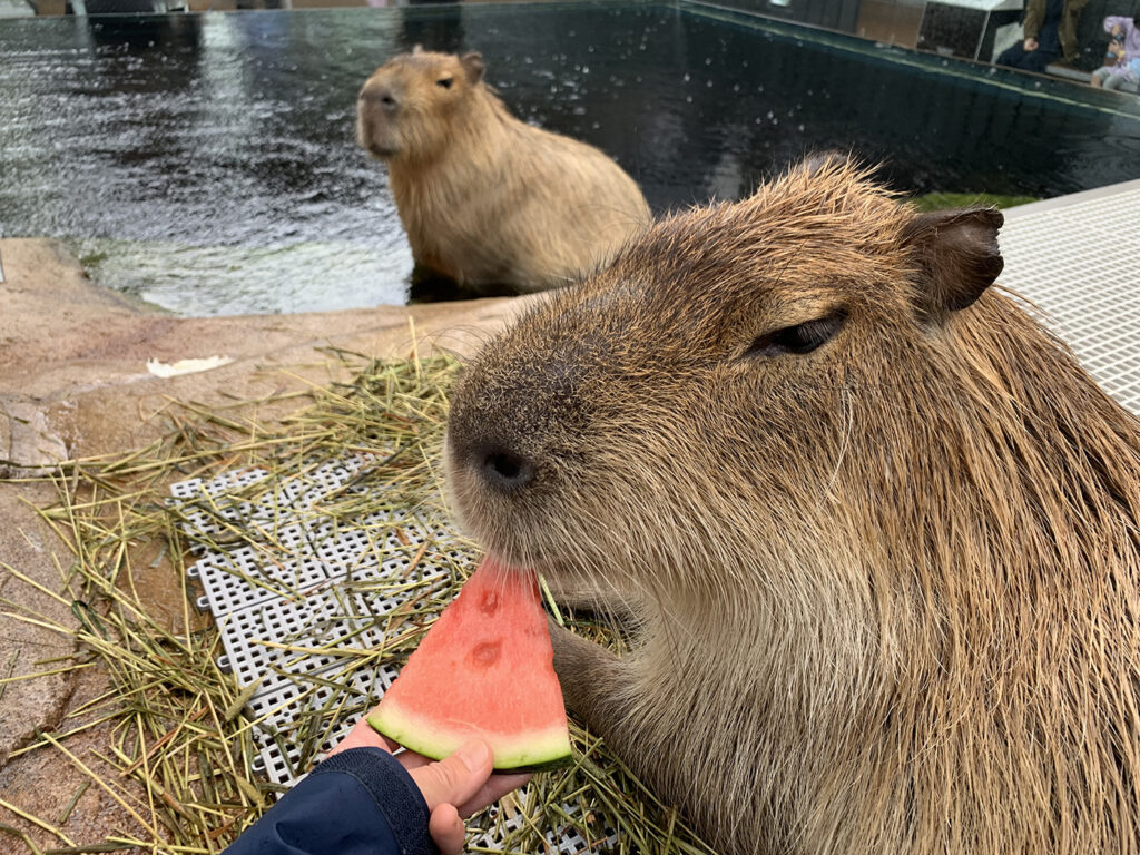 写真:スイカを食べるカピバラ