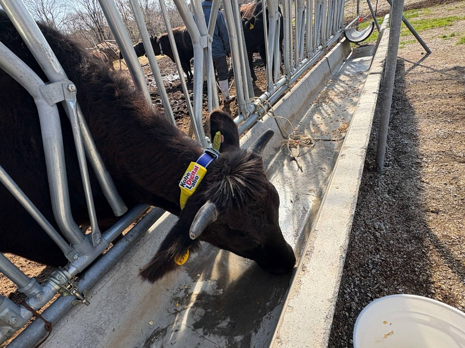 IoTが拓くスマート畜産 ― 持続可能な肉牛飼育を支える技術支援