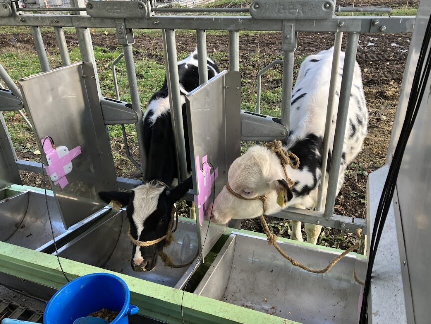 RFIDリーダーがついたスタンチョンに首を突っ込んでいる牛の写真。